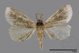 ǦW:Naarda pectinata