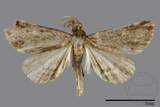 ǦW:Naarda pectinata