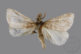 ǦW:Naarda pectinata