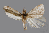 ǦW:Naarda pectinata