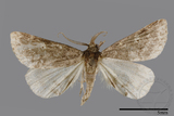 ǦW:Naarda pectinata