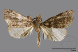 ǦW:Naarda pectinata