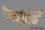 ǦW:Naarda pectinata