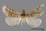 ǦW:Naarda pectinata