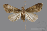 ǦW:Naarda pectinata