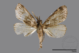 ǦW:Naarda pectinata