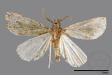 ǦW:Naarda pectinata