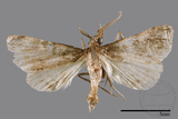 ǦW:Naarda pectinata