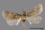 ǦW:Naarda pectinata