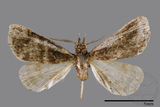 ǦW:Naarda pectinata