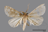 ǦW:Naarda pectinata