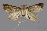 ǦW:Naarda pectinata