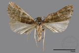 ǦW:Naarda pectinata