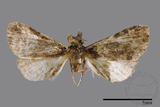 ǦW:Naarda pectinata