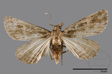 ǦW:Naarda pectinata