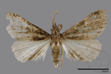 ǦW:Naarda pectinata