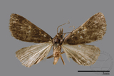 ǦW:Naarda pectinata