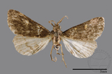 ǦW:Naarda pectinata