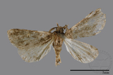 ǦW:Naarda pectinata