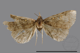 ǦW:Naarda sp.