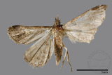 ǦW:Naarda sp.