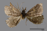 ǦW:Naarda sp.