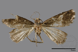 ǦW:Naarda sp.