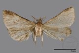 ǦW:Naarda sp.