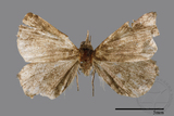 ǦW:Naarda sp.