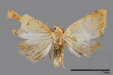 ǦW:Noctuidae sp.