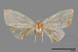 ǦW:Noctuidae sp.