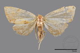 ǦW:Noctuidae sp.