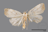 ǦW:Noctuidae sp.