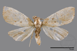 ǦW:Noctuidae sp.