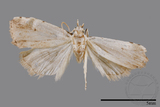 ǦW:Noctuidae sp.