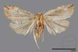 ǦW:Noctuidae sp.