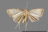 ǦW:Anachrostis marginata