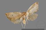 ǦW:Anachrostis marginata