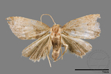 ǦW:Anachrostis marginata