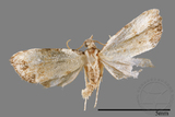 ǦW:Mimachrostia spp.