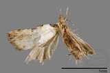 ǦW:Mimachrostia spp.