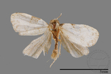 ǦW:Mimachrostia spp.