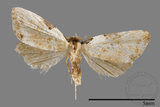 ǦW:Mimachrostia spp.