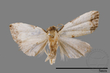 ǦW:Mimachrostia spp.