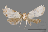 ǦW:Mimachrostia spp.