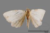 ǦW:Mimachrostia spp.