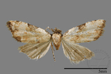 ǦW:Mimachrostia spp.