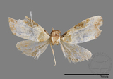 ǦW:Mimachrostia spp.