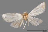 ǦW:Mimachrostia spp.