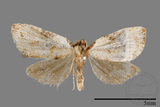 ǦW:Mimachrostia spp.